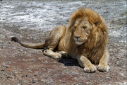 [Image: lionDxo.jpg]