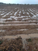 Grass-seed-bank-Harrow-tilling