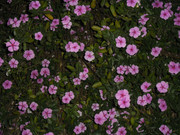 0.12.greed tastes like sin