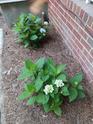 2023-06-06 hydrangea [1]