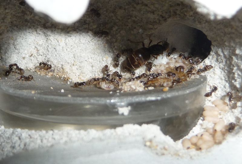 0904-Lasius.jpg