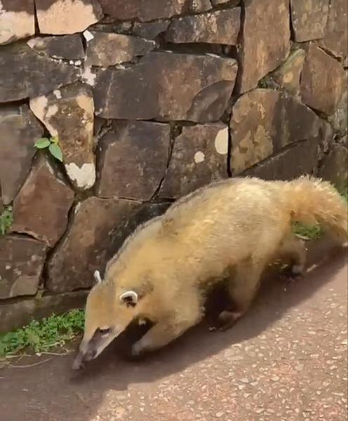 В джазе только девушки или аргентинско-бразильский калейдоскоп В джазе только девушки или аргентинско-бразильский калейдоскоп