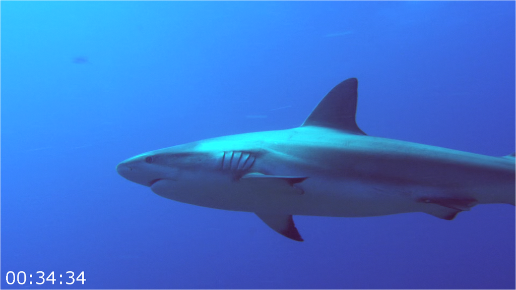 [Image: hn6bj15iu1oo.png]