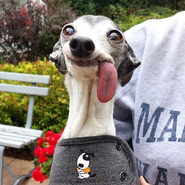 goofy-dog.webp