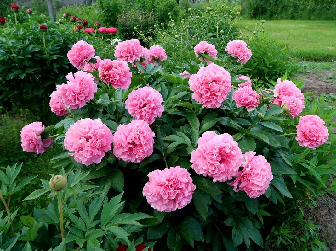 Пион Carnation Bouquet 5