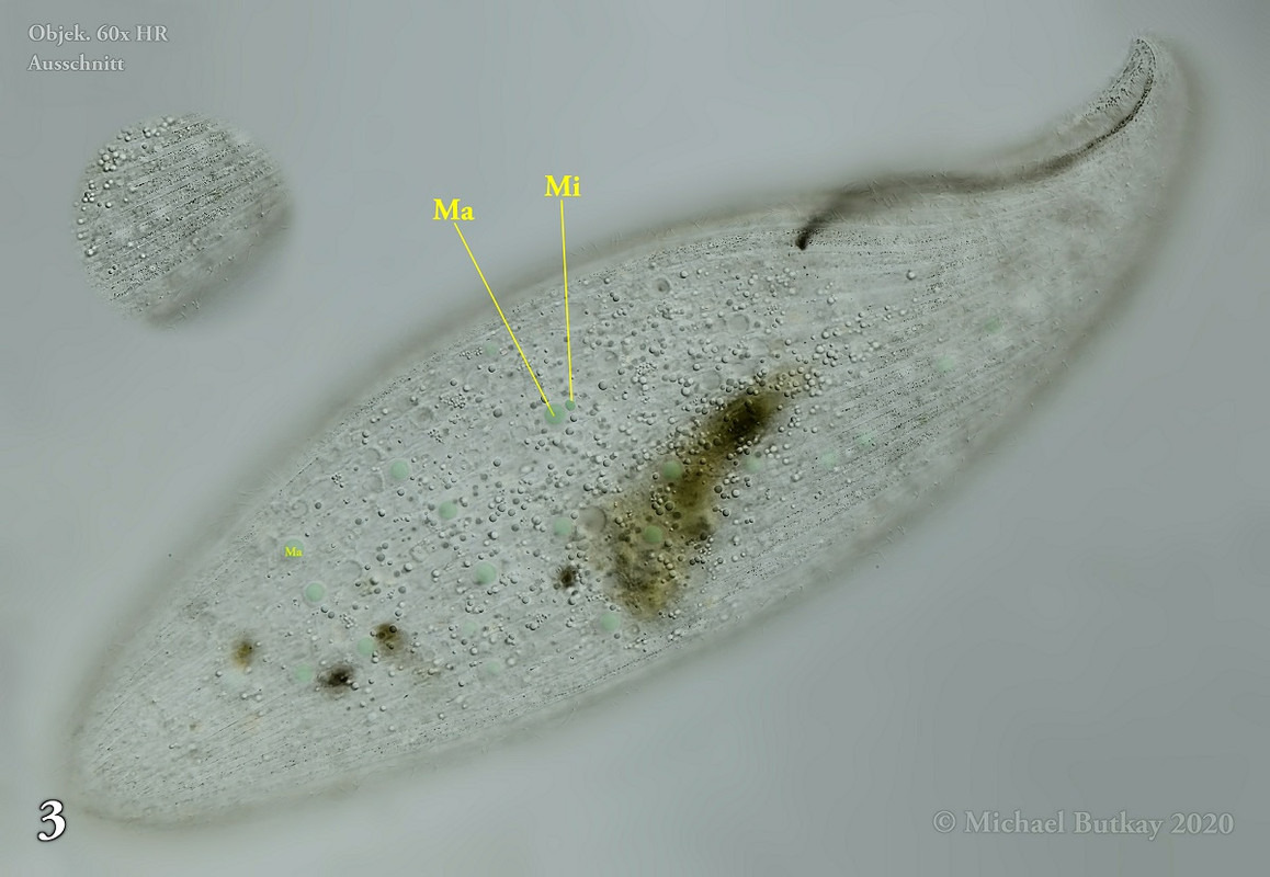 Bild 3_Loxodes magnus_i4a7250_15-04-2020b