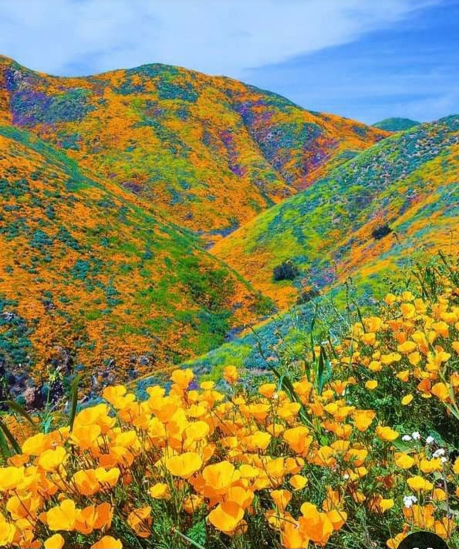 Screenshot_20240529_225622_Pinterest