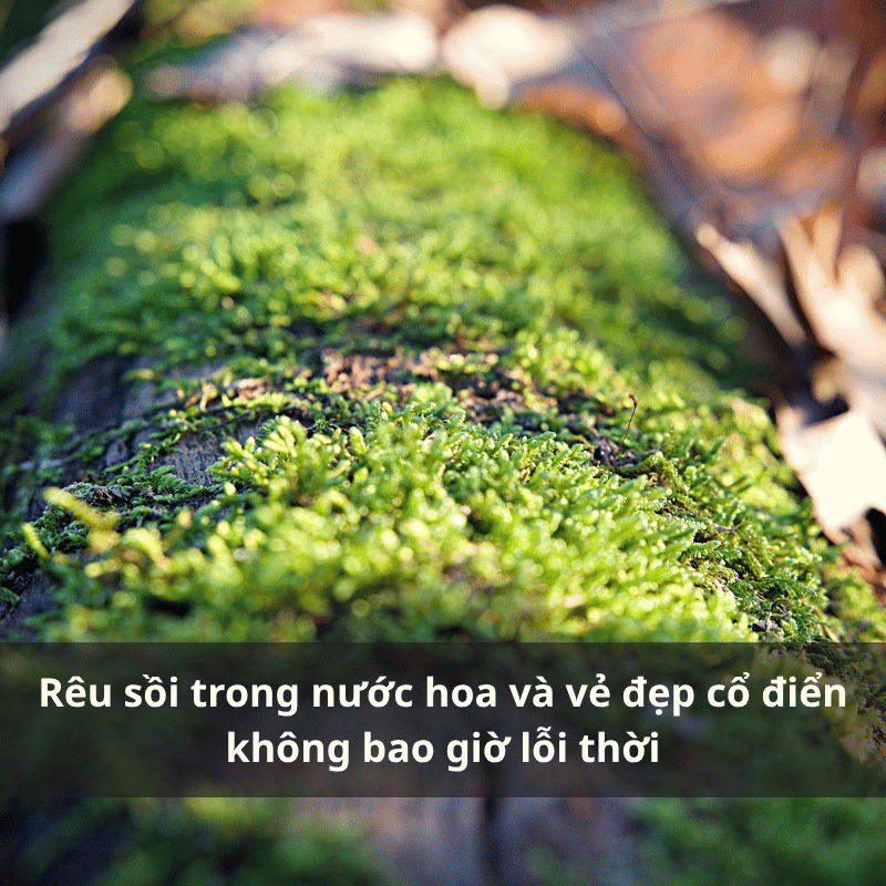 Nuoc hoa huong reu soi