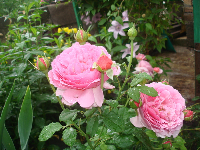 DSC01260