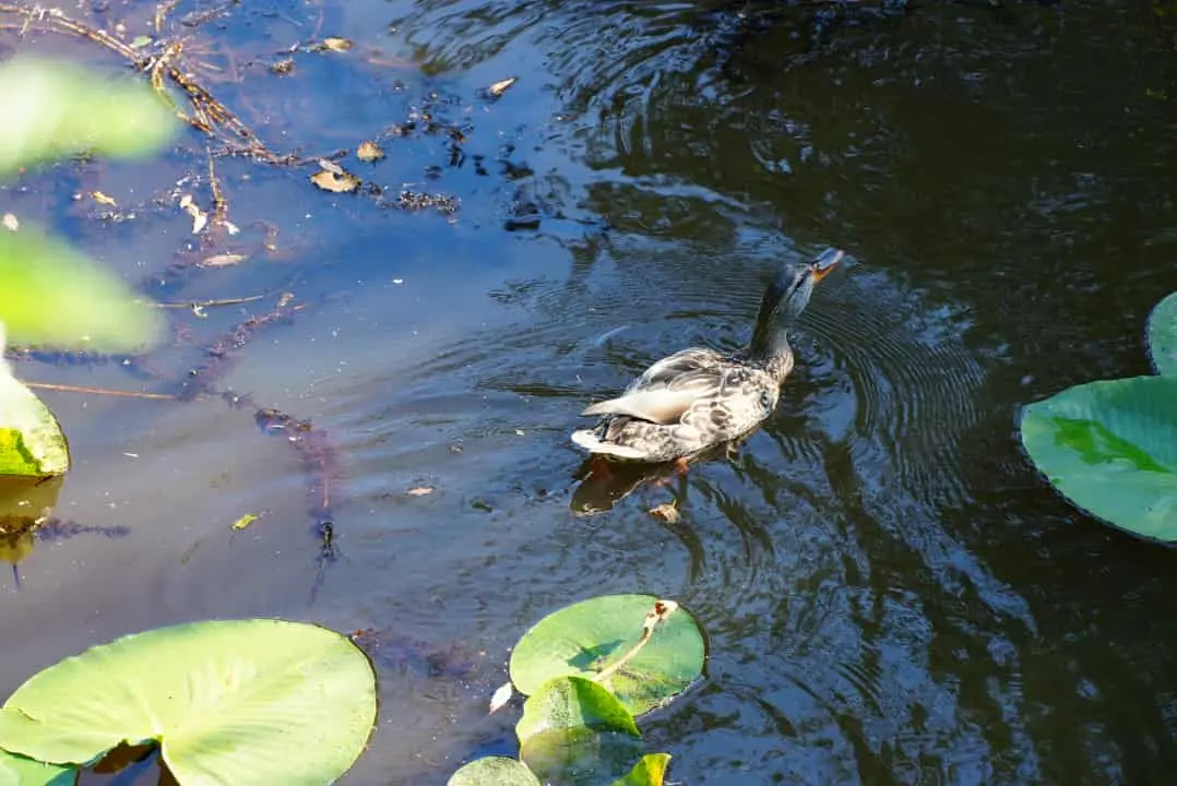 Photographed at Rainbow Park in Canada