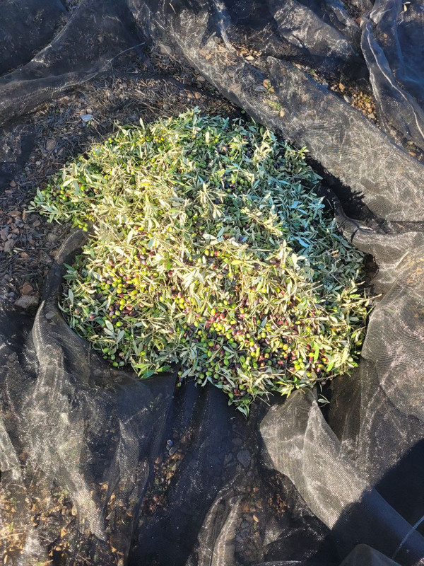 Seguimiento evolución finca secano en Santa Bárbara (Tarragona) XpvN0HO