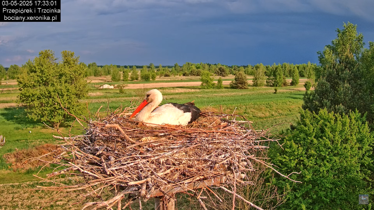 03052025bociany22