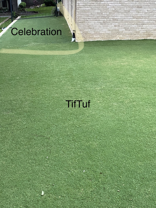 Celebration vs Tiftuf | Page 2 | Lawn Care Forum