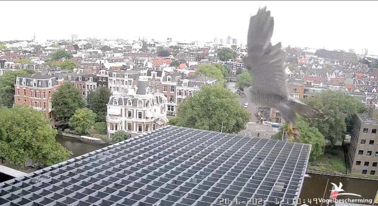 Amsterdam/Rijksmuseum screenshots © Beleef de Lente/Vogelbescherming Nederland - Pagina 30 Video-2022-06-20-121238-Moment-6