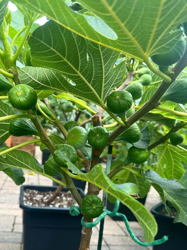 figs-743.jpg
