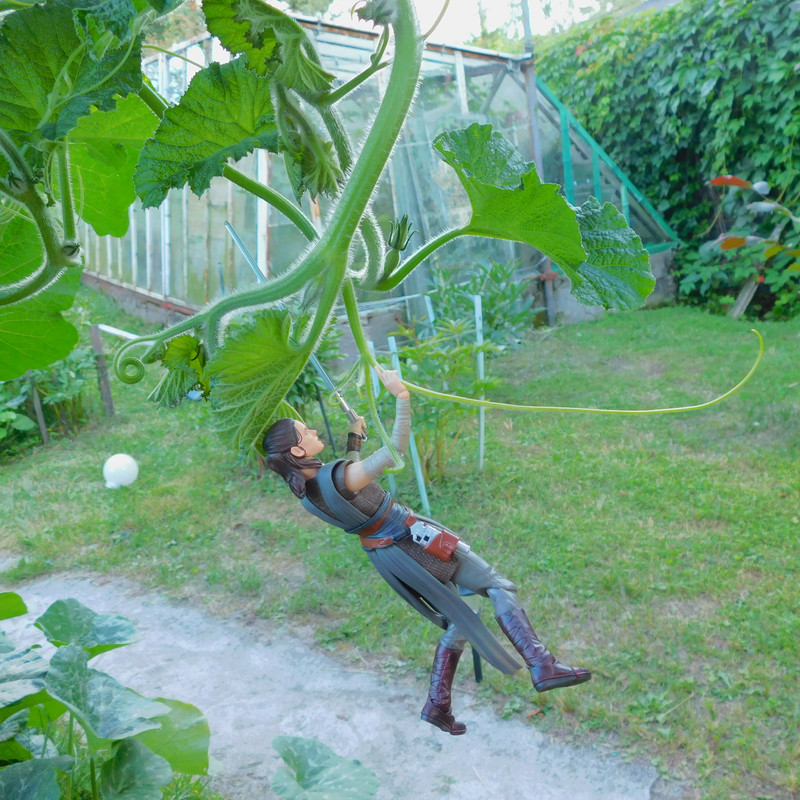 Дачно-Харлинский июнь-июль 2024 358