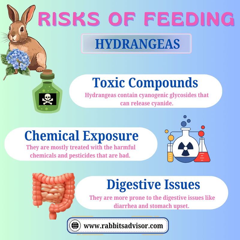 Risks of Eating Hydrangeas to Rabbit
