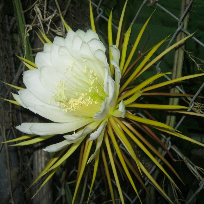 Queen of the Night Cactus (Selenicereus grandifl