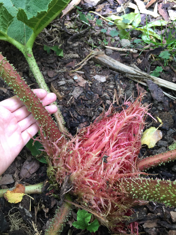 Gunnera - Stránka 3 72290757-995017717496650-4365136014960754688-n