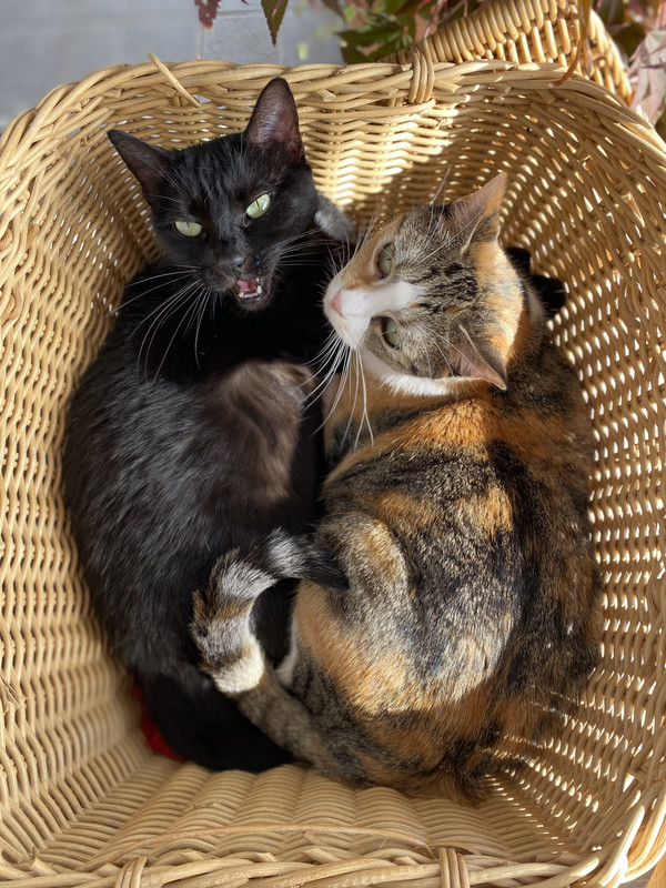 04628392-9A0C-461E-A7FF-FC8DE689E194