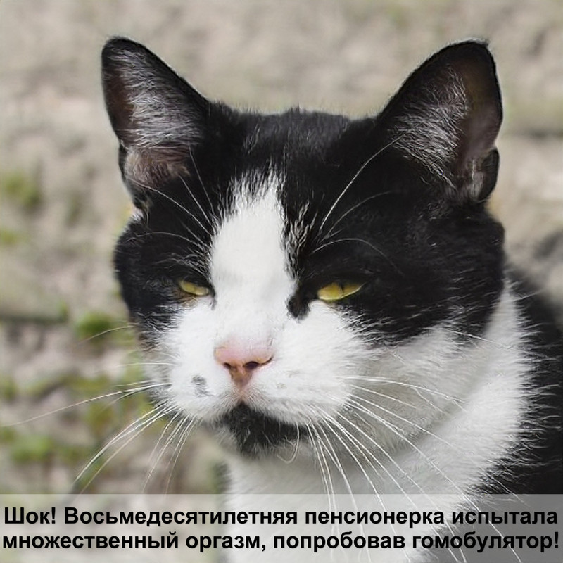 какая кошка самая здоровая