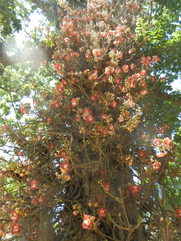 Couropia guianensis small