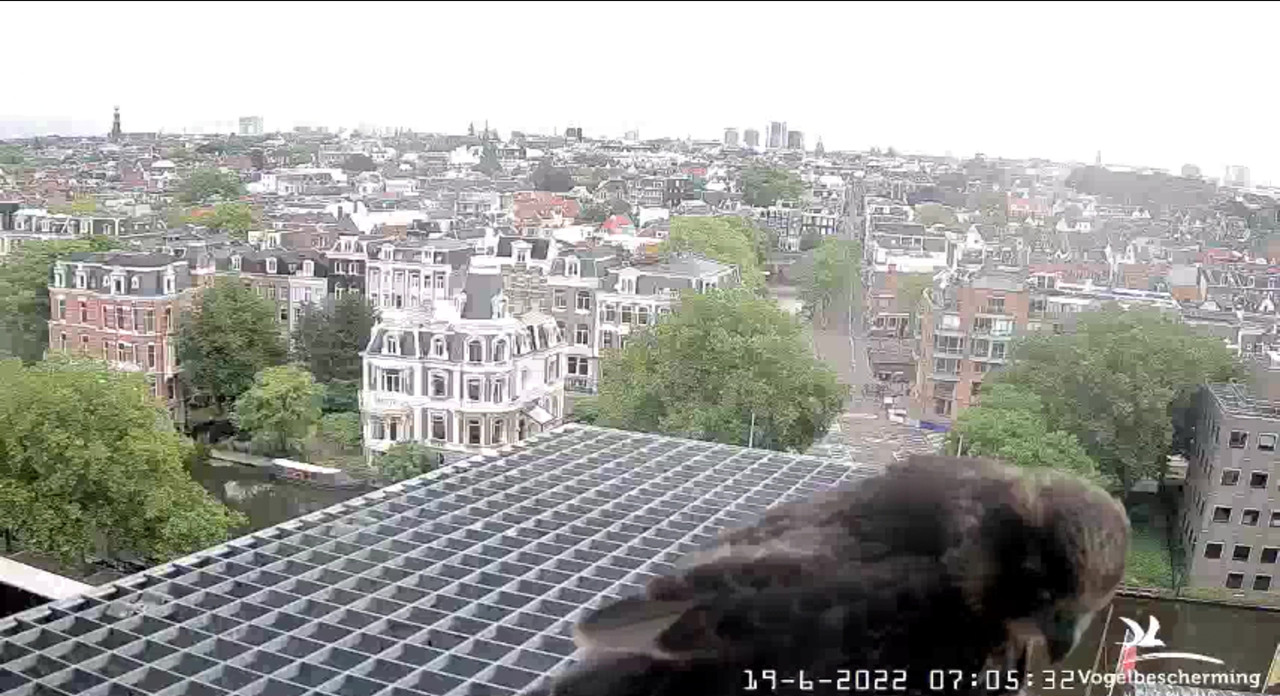 Amsterdam/Rijksmuseum screenshots © Beleef de Lente/Vogelbescherming Nederland - Pagina 29 Video-2022-06-19-070646-Moment-3