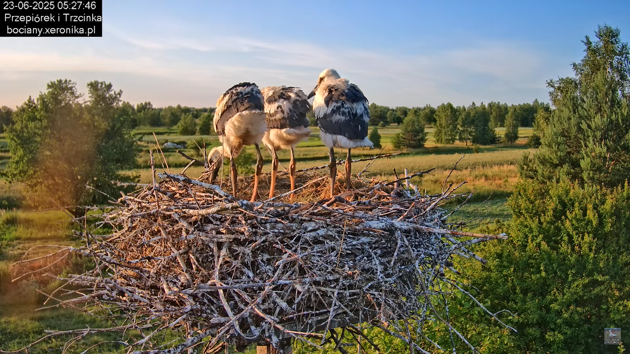 23062025bociany9