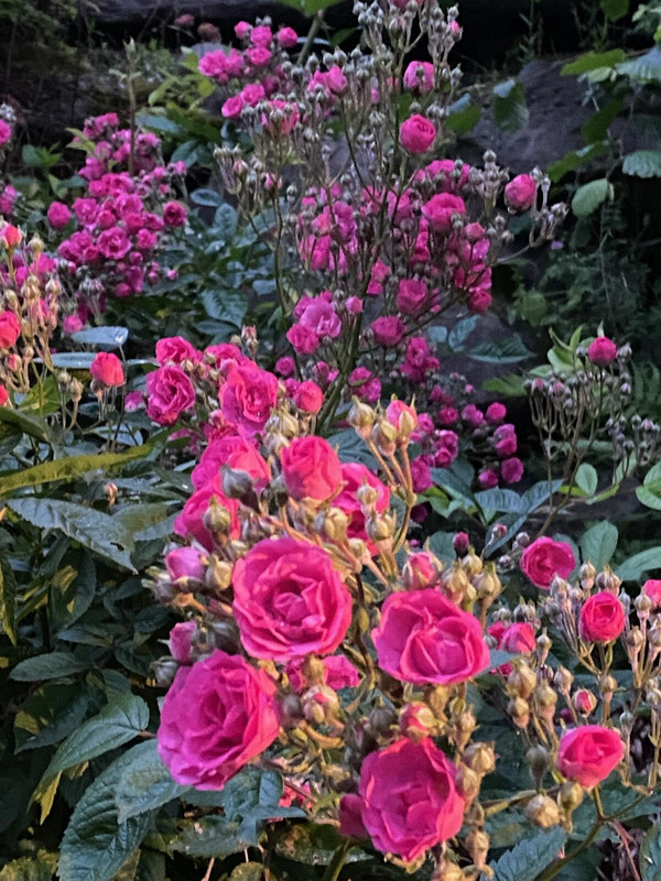 xin lotus và ngắm bông 2