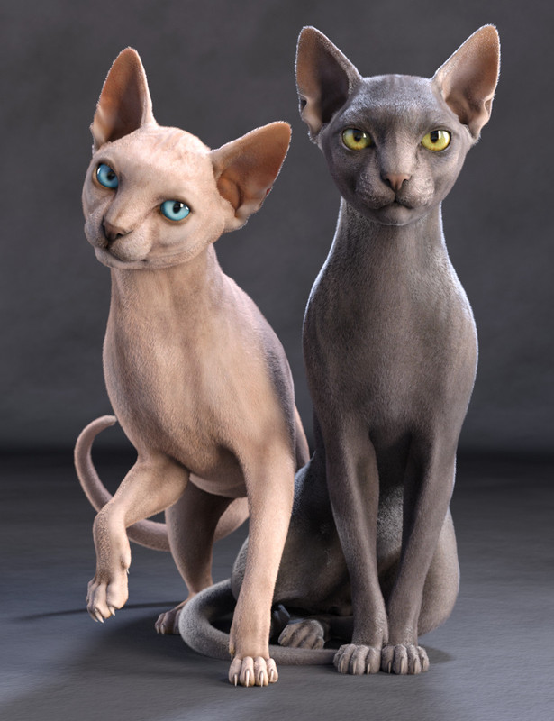 Sphynx HD for Cat Zeus