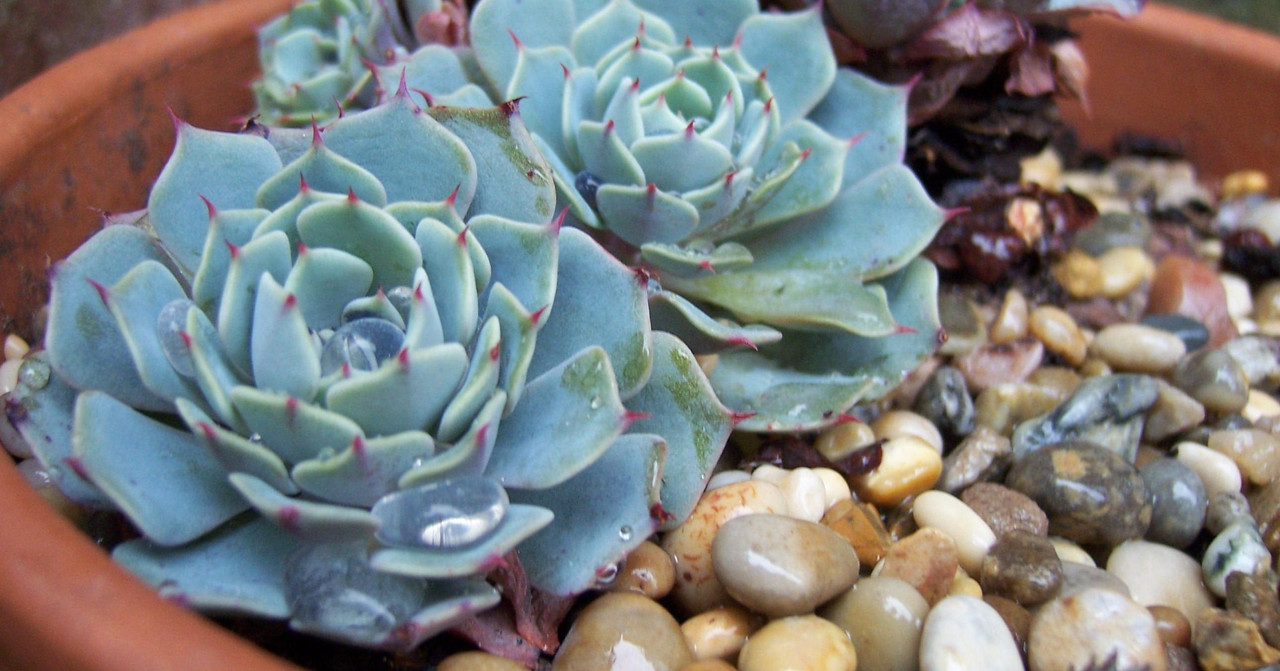 Abono casero para hacer crecer tu suculenta Echeveria ¡con ingredientes de cocina!