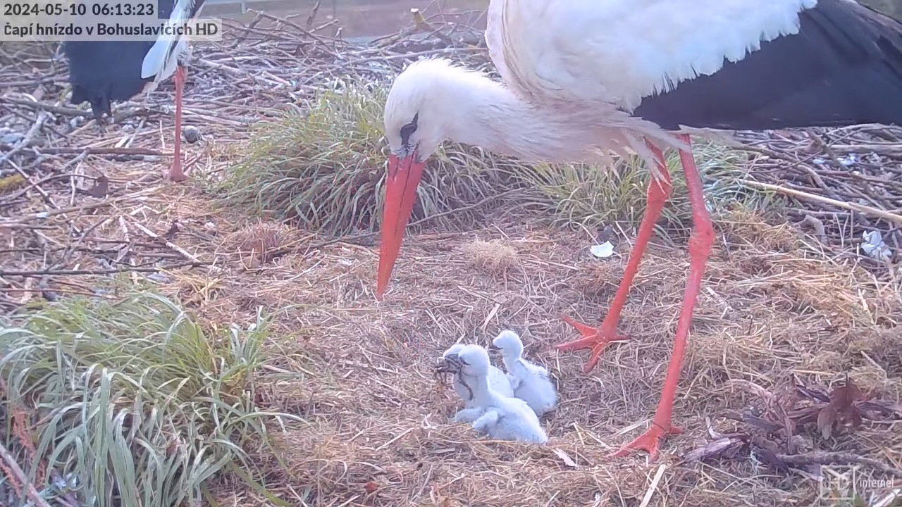 Živě z čapího komína v Bohuslavicích u Trutnova v HD 7-51-40 screenshot