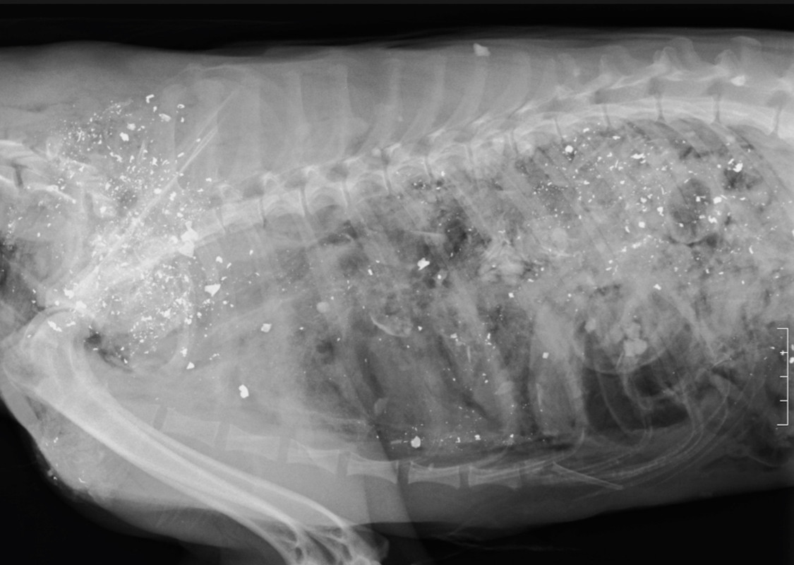 79E7D538-0A98-47DB-BB37-57798A01E2F3