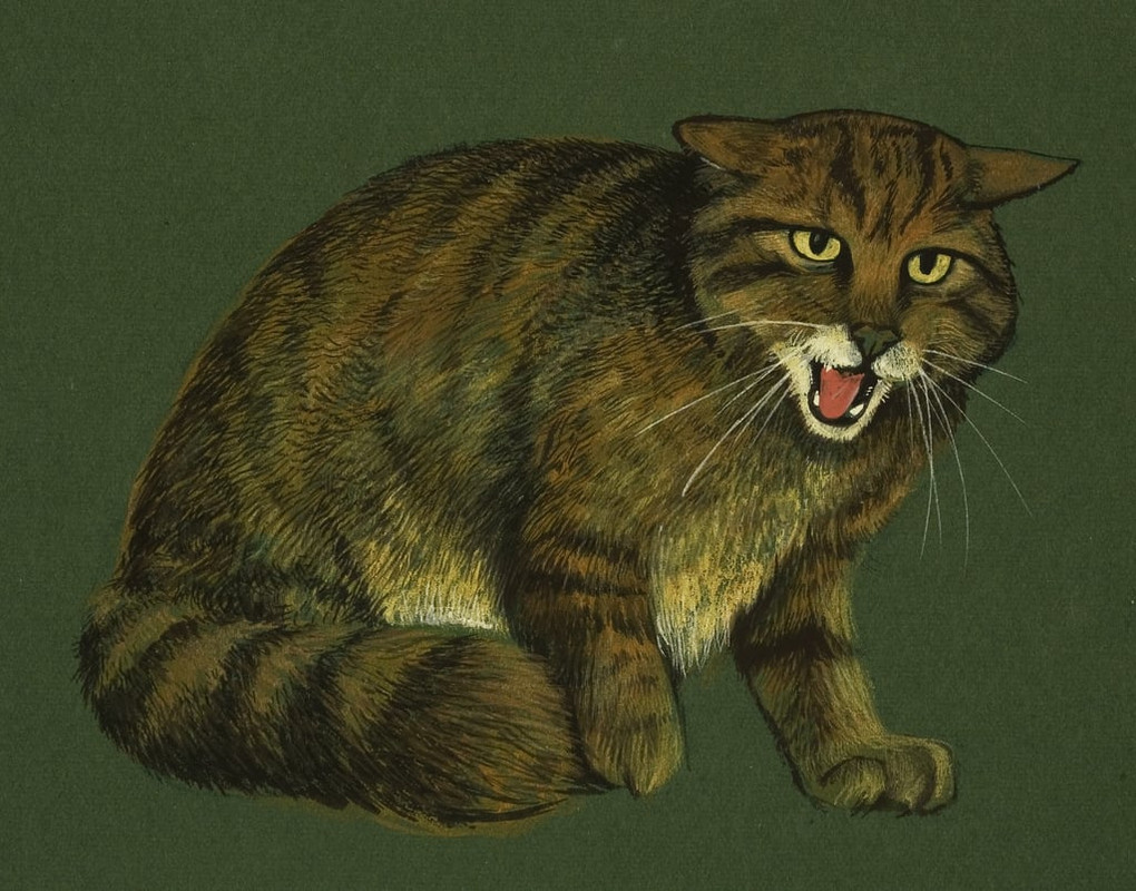 English School - Wildcat - (MeisterDrucke-98130)
