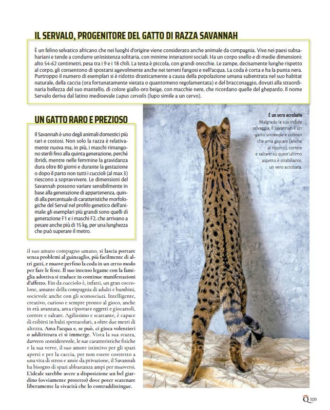 QuattroZampe Nov 2021 (12)