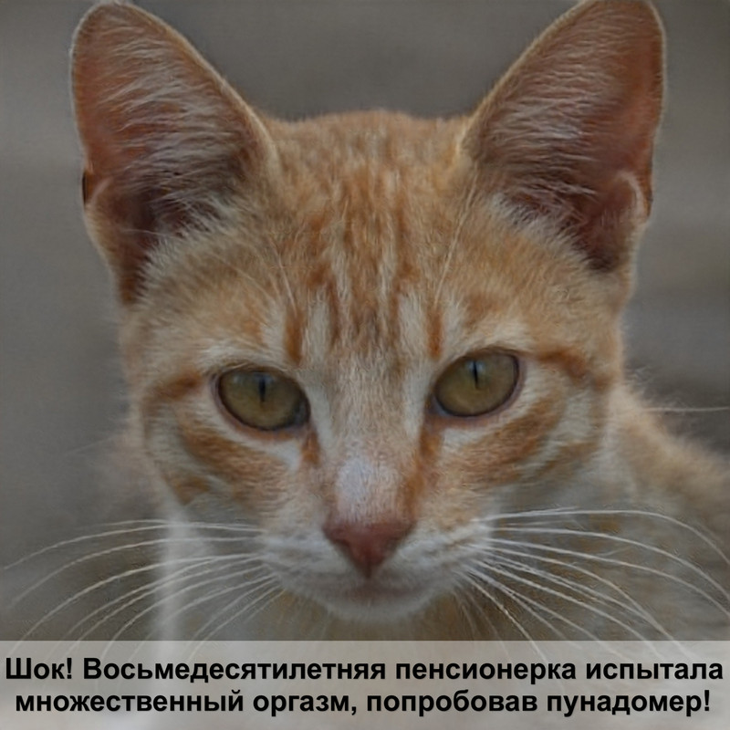 как убрать блох у кота