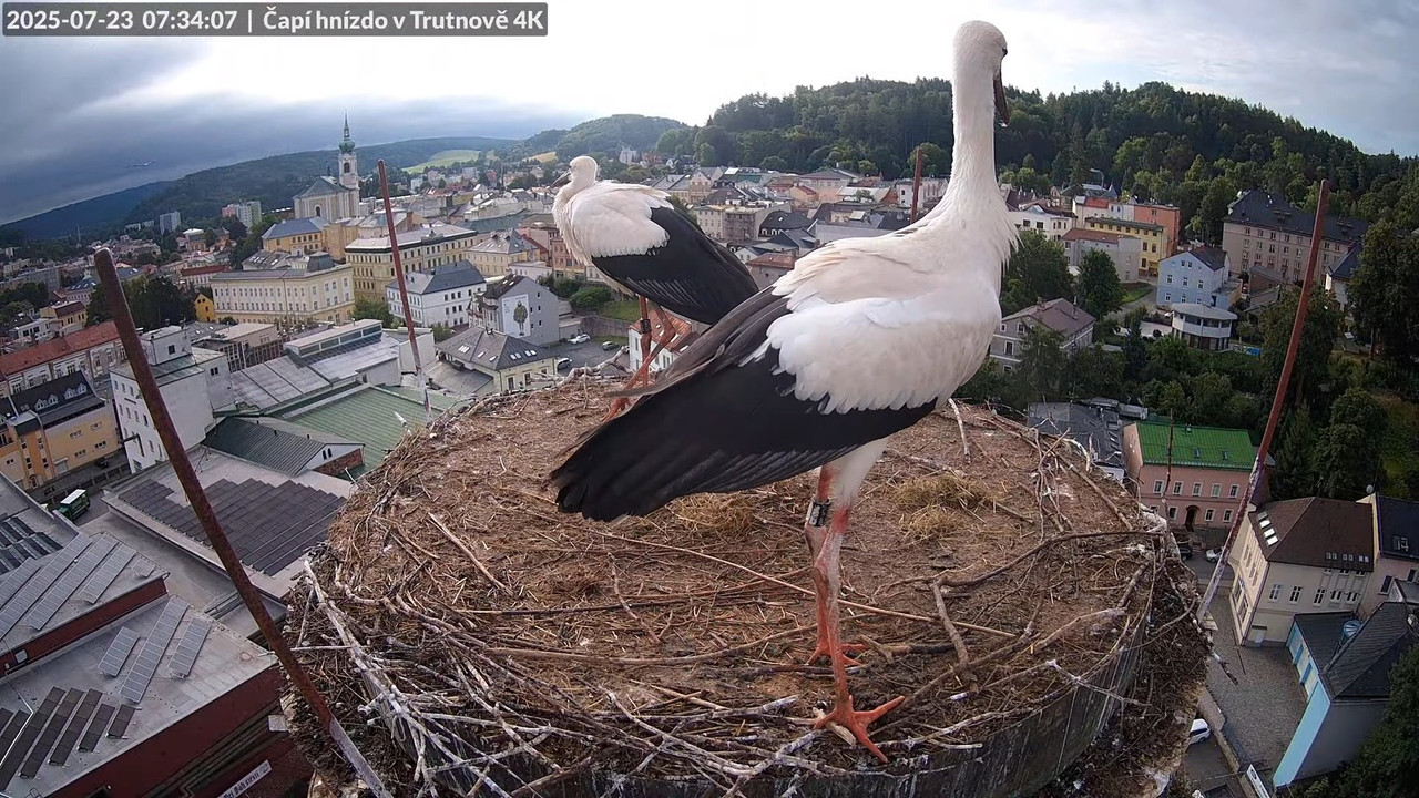 Živě z čapího hnízda na pivovarském komíně v Trutnově 11-35-43 screenshot