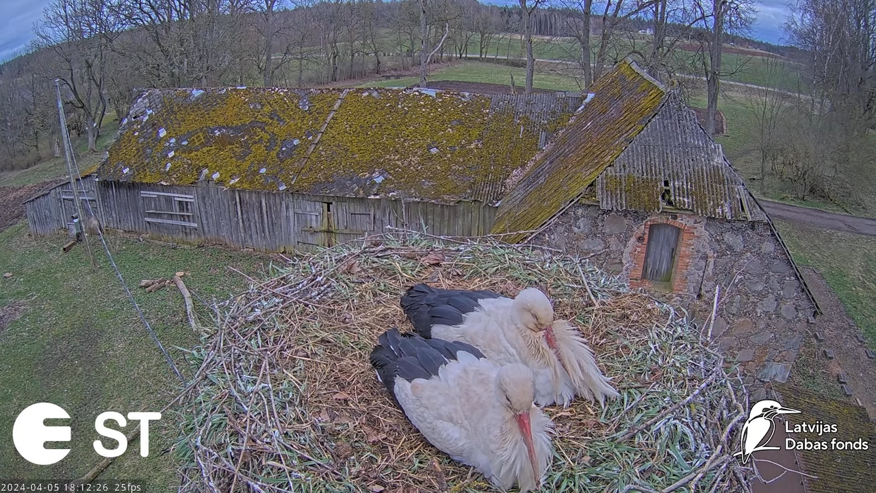 Baltie stārķi (Ciconia ciconia) Tukuma novadā - LDF tiešraide __ White storks in Tukums, Latvia 8-4-