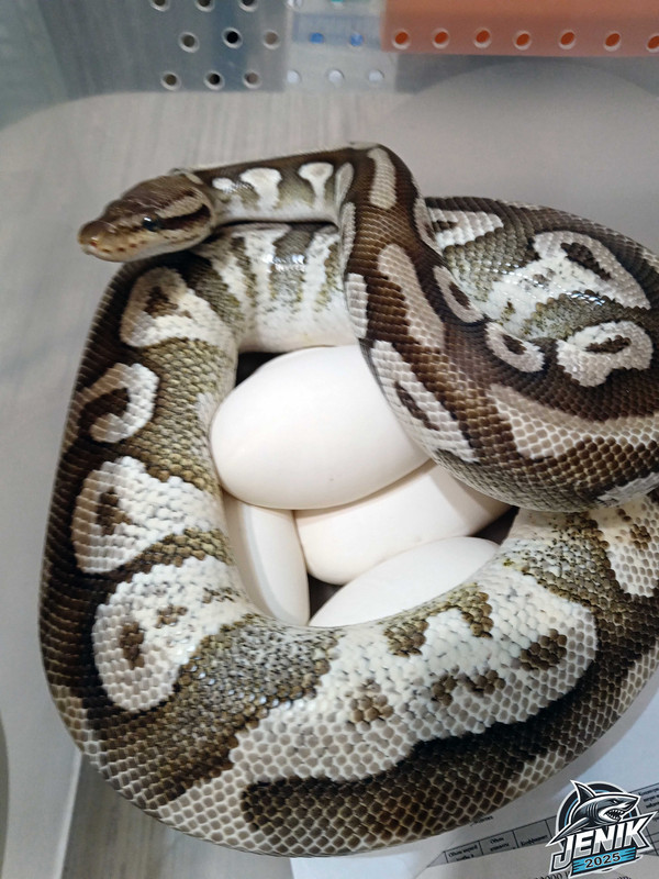 IMG_20250502_201747а