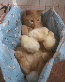 daily-gifdump-3377-27.gif