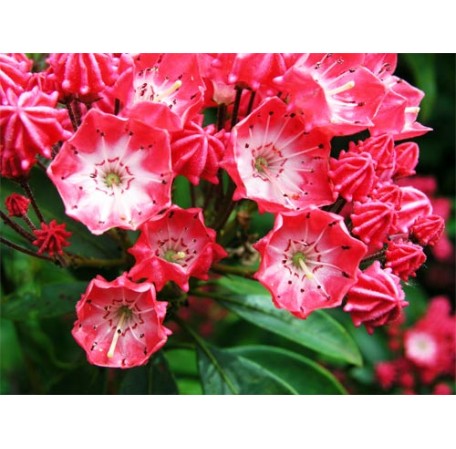 Kalmia latifolia Pinkobello-456x449