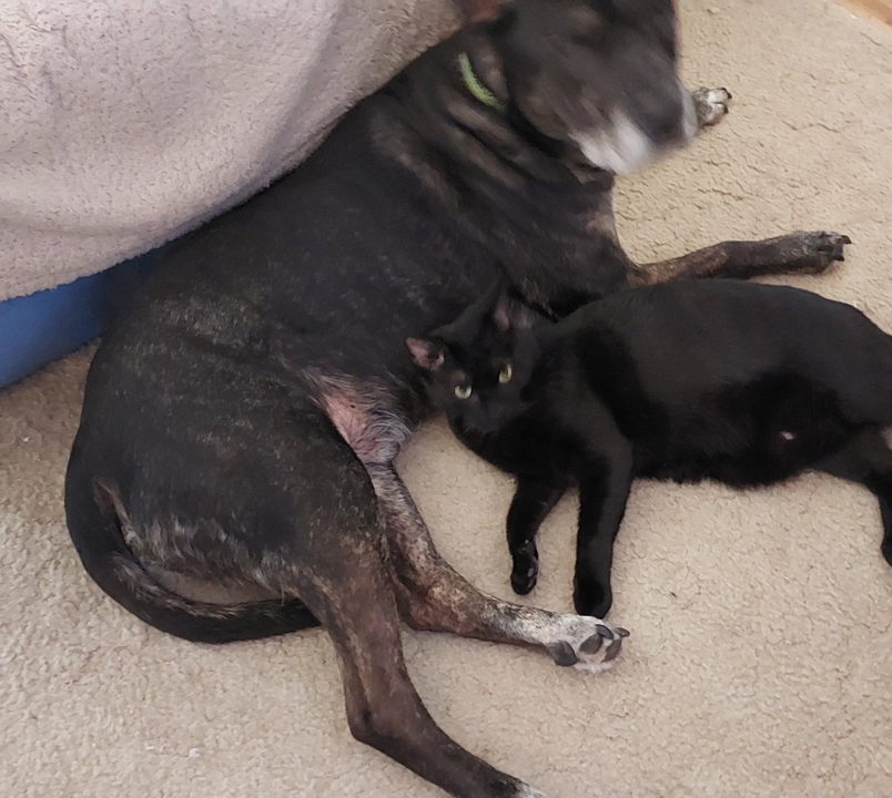 Screenshot 2025 11 25 at 23 49 12 Sir M B Anshaw on X Friends https t co z AIOBYTt Mt X