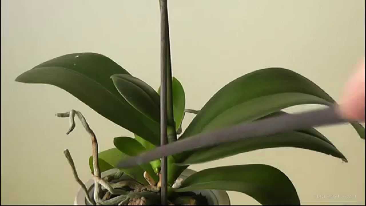 Орхидея с высохшим цветоносом какие причины и как решить проблему.