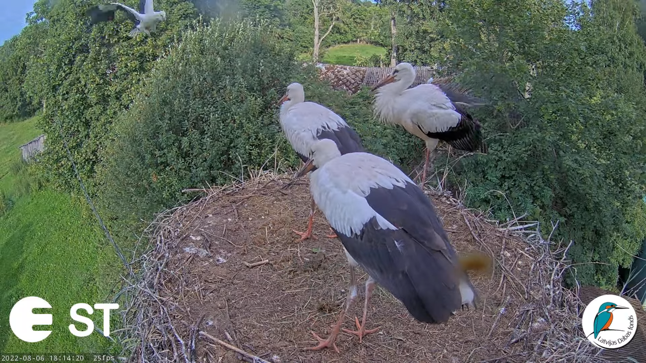 Baltie stārķi (Ciconia ciconia) Tukuma novadā - LDF tiešraide __ White storks in Tukums, Latvia 14-1