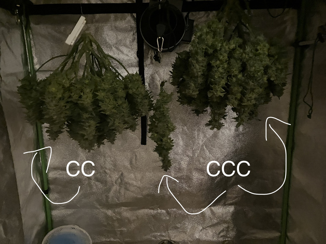 IMG_1814(Julio 8 2023)