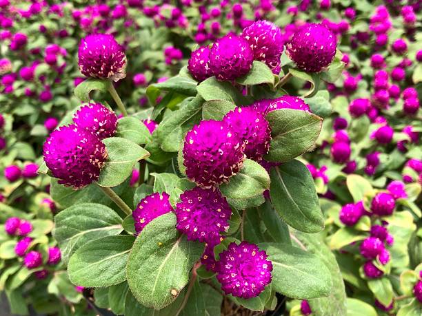 flowers bloom in summer