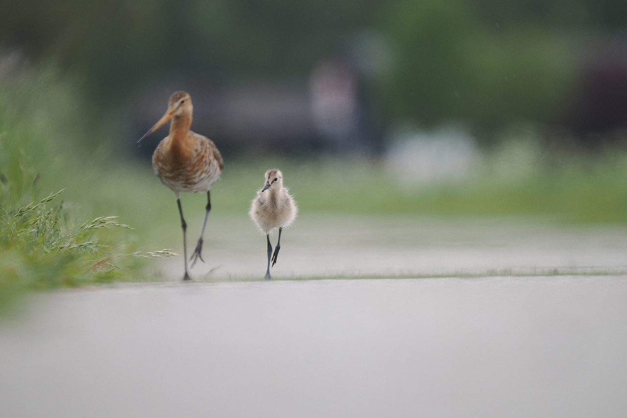 6) Grutto’s aan de wandel. Polder Arkemheen (OM-1)