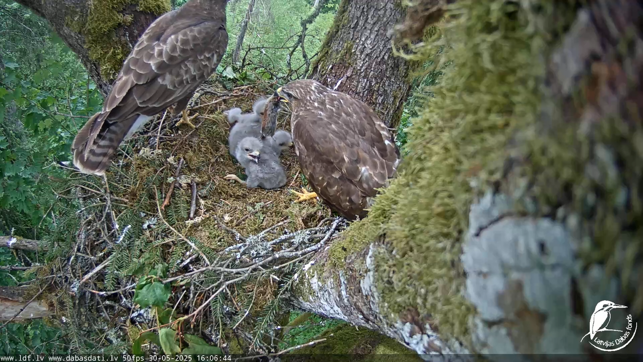 Melnās klijas (Milvus migrans) Kurzemē_ peļu klijāni (Buteo buteo) 12-3-20 screenshot