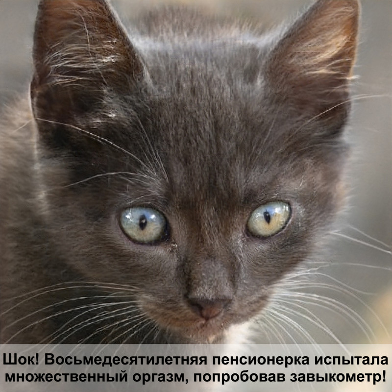 окрас кошек мейн кун