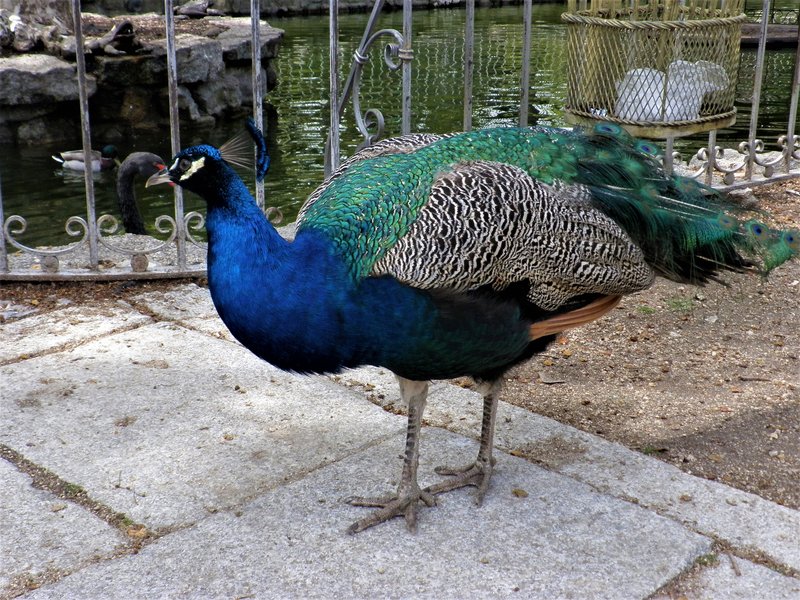 JARDINES CAMPO DEL MORO-29-4-2012-MADRID - Paseando por España-1991/2015-Parte-1 (7)